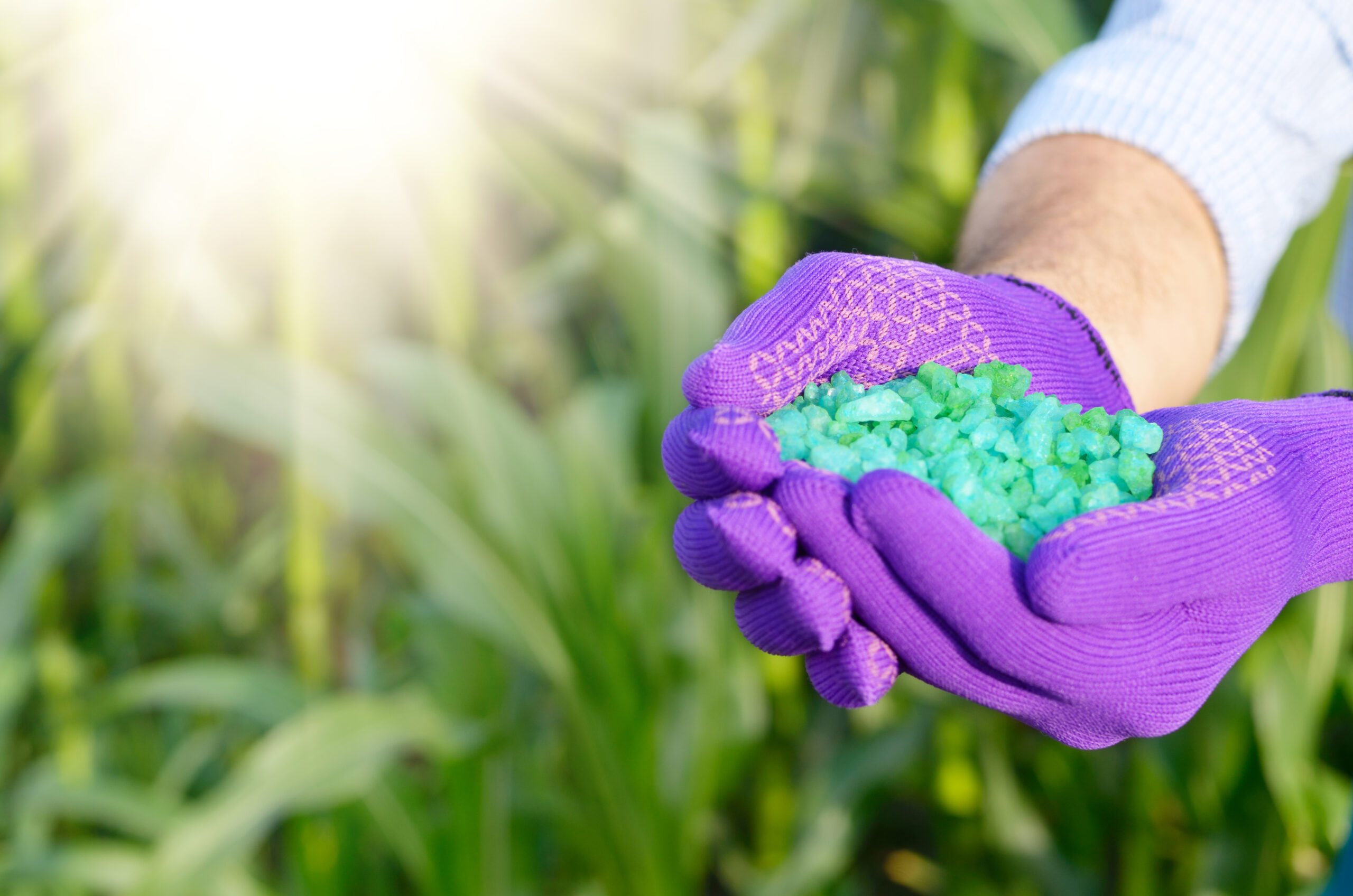 Farmer hold fertilizers in his hands with corn stems at background. Plants care and feeding concept